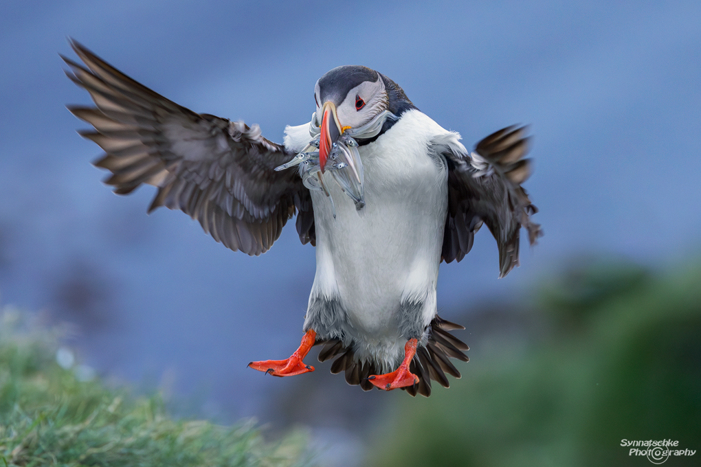 puffin-04