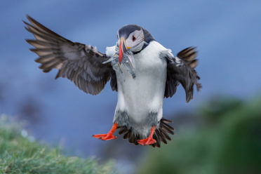 puffin-04