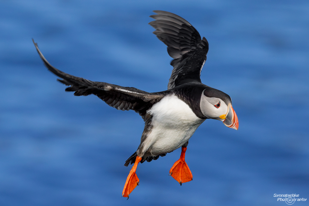 puffin-05