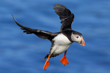 puffin-05