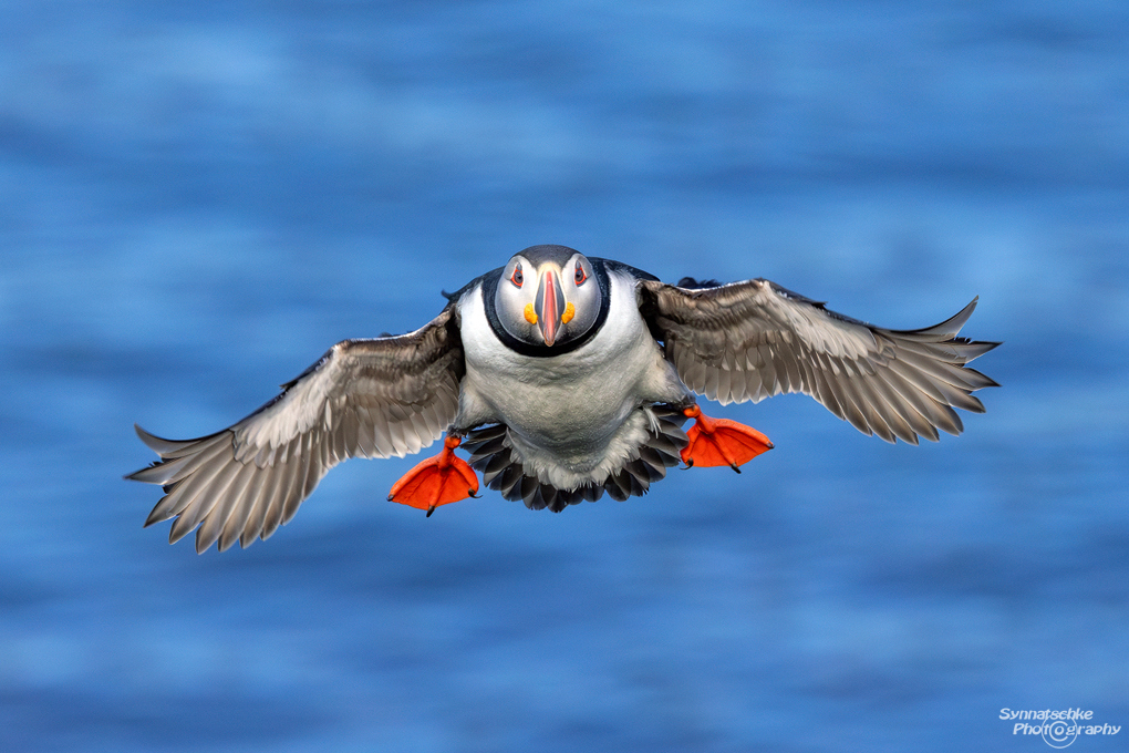 puffin-06