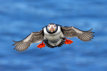 puffin-06