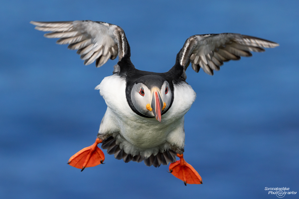 puffin-07