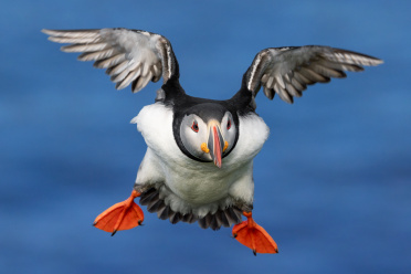 puffin-07