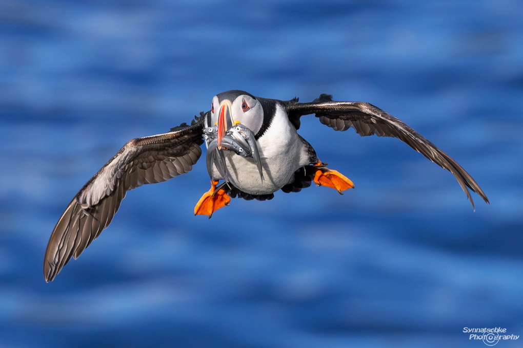 puffin-08