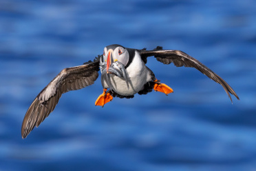 puffin-08