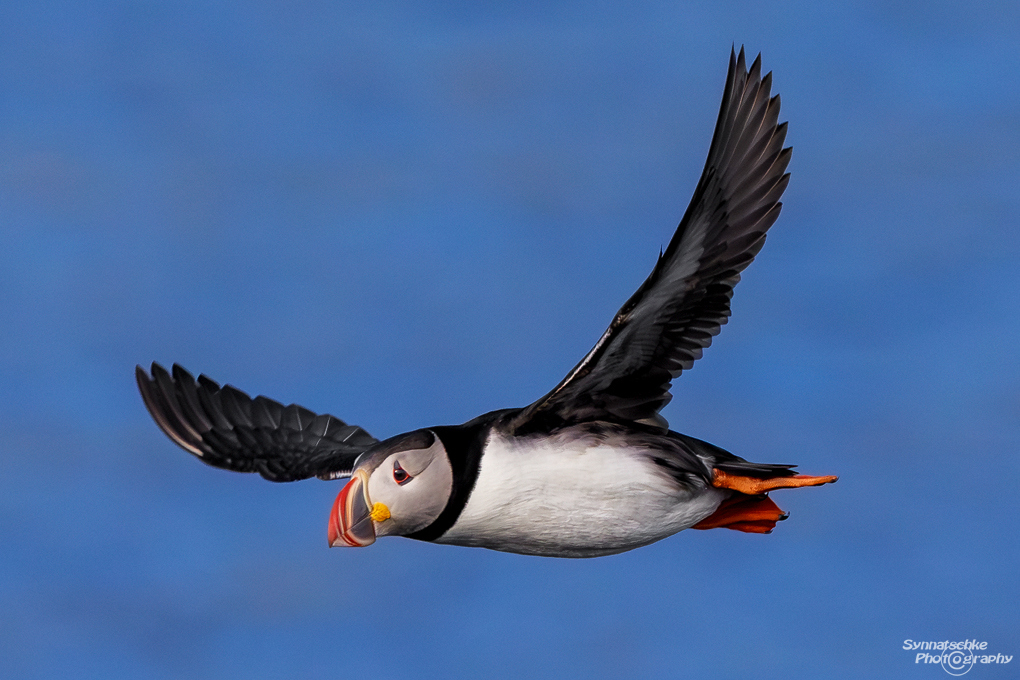 puffin-09