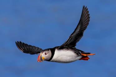 puffin-09