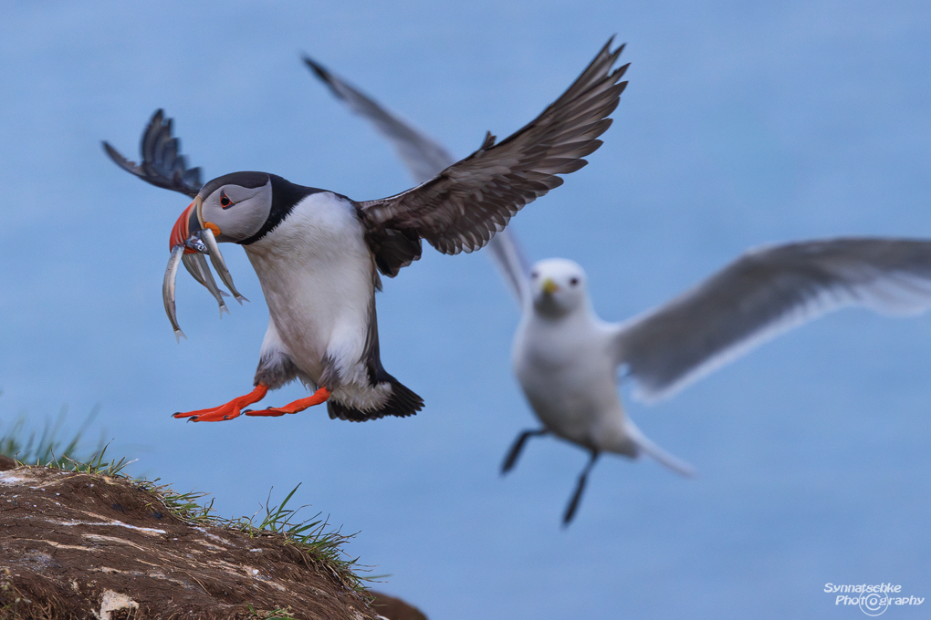 puffin-10