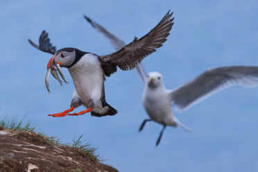 puffin-10