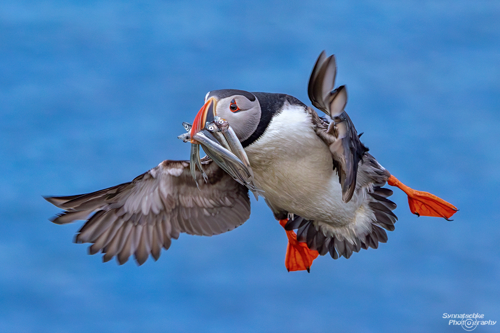 puffin-12