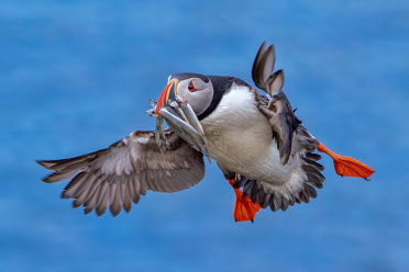 puffin-12