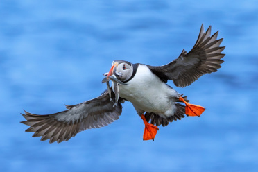 puffin-13