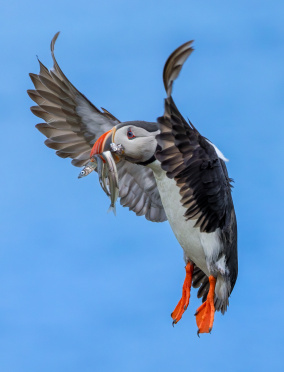 puffin-14