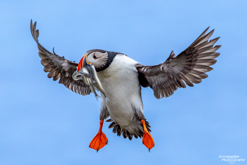 puffin-15