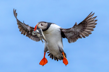 puffin-15