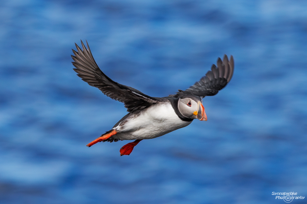 puffin-16