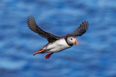 puffin-16