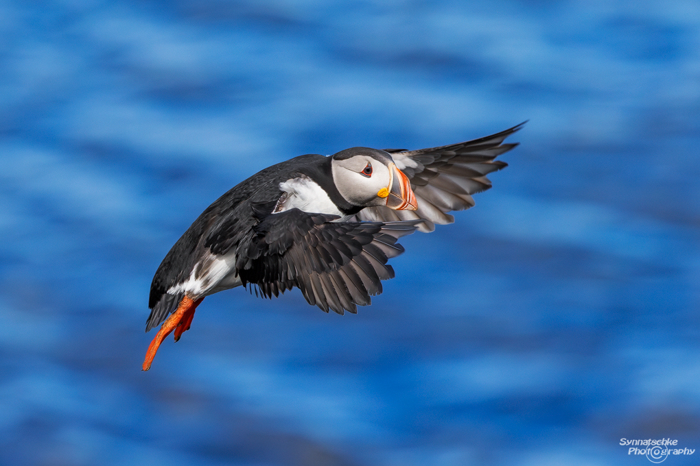 puffin-17