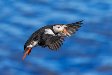 puffin-17