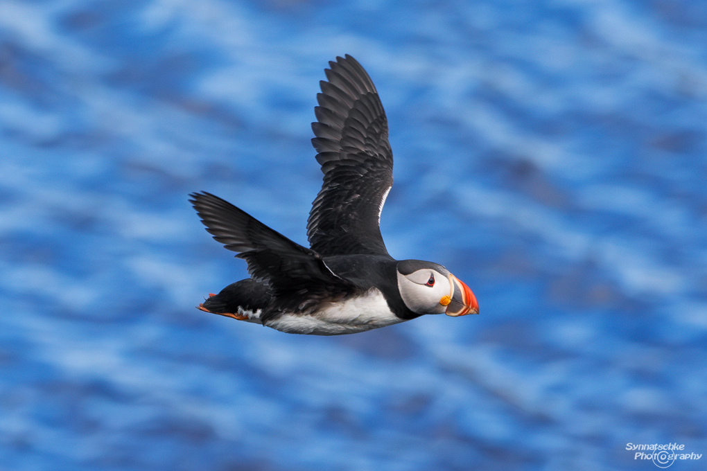 puffin-18