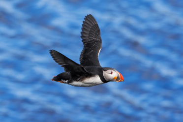 puffin-18