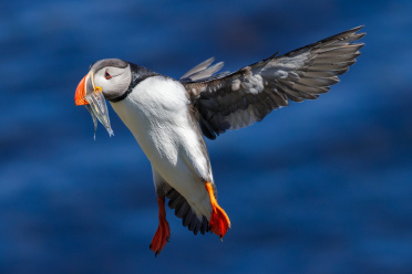 puffin-19