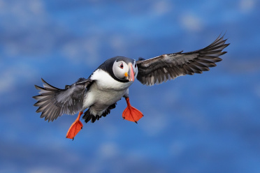 puffin-21
