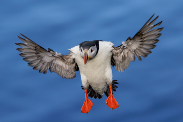 puffin-24