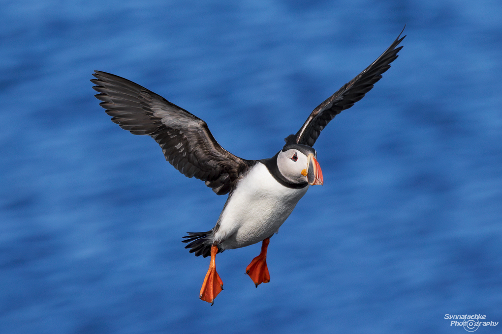 puffin-25