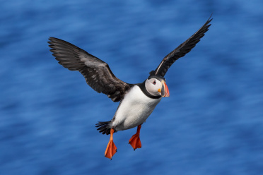 puffin-25