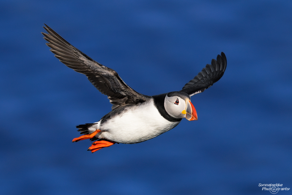 puffin-26