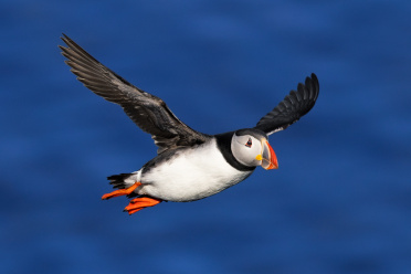puffin-26