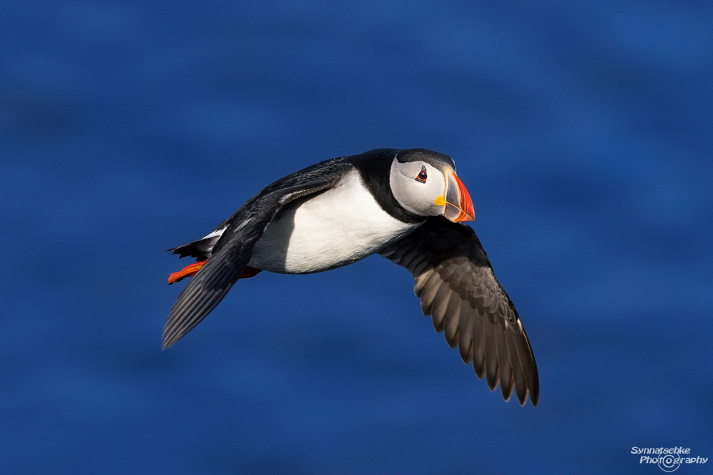 puffin-27