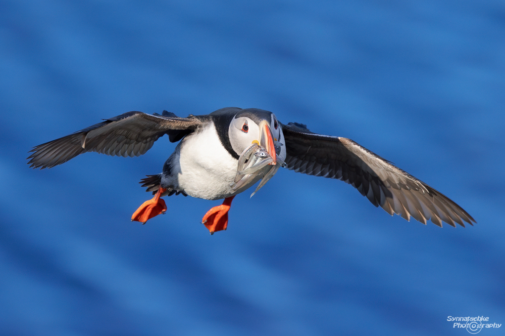 puffin-28