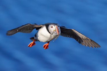 puffin-28