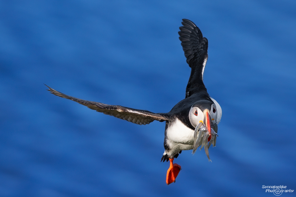 puffin-29