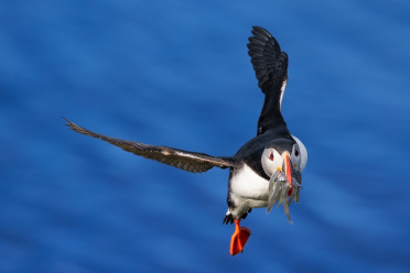 puffin-29