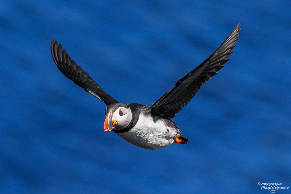 puffin-30