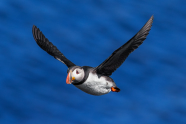 puffin-30