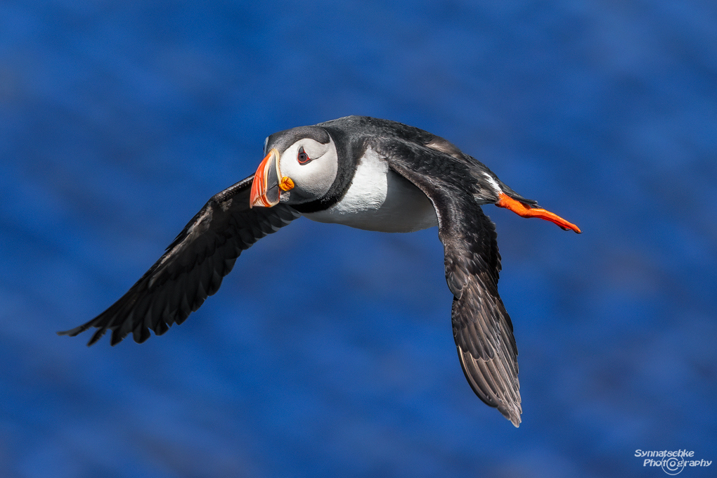 puffin-31