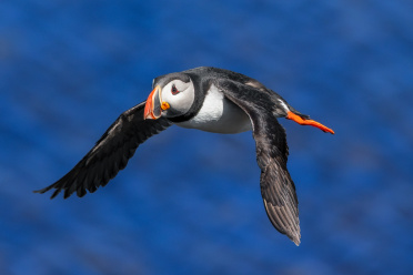 puffin-31