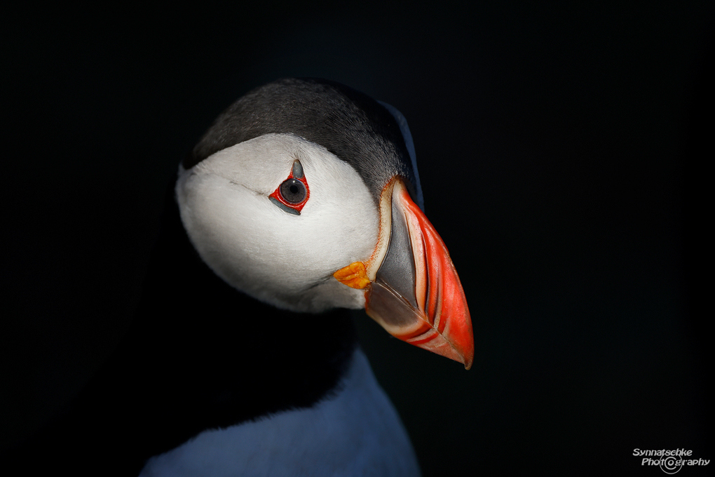 puffin-close-up
