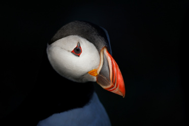 puffin-close-up