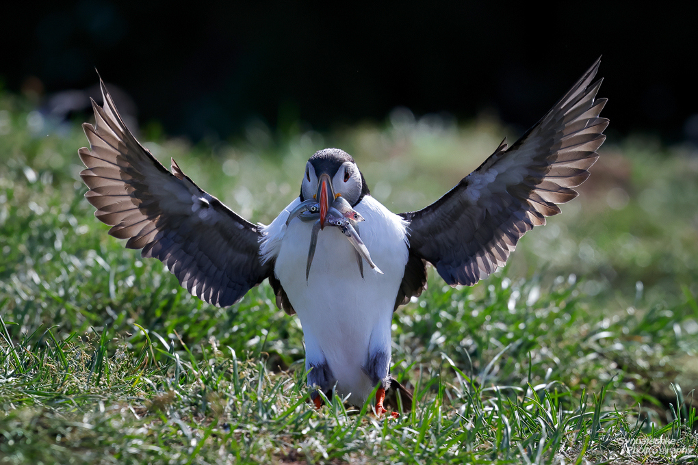 puffin-with-fishs-1