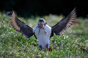 puffin-with-fishs-1