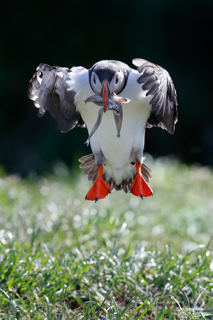 puffin-with-fishs-2