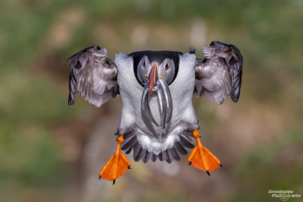 Papageitaucher im Anflug mit Fischen im Schnabel, Island