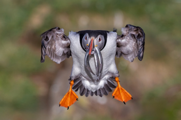 Papageitaucher im Anflug mit Fischen im Schnabel, Island