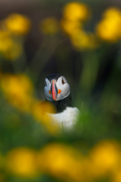 puffin-with-flowers-1